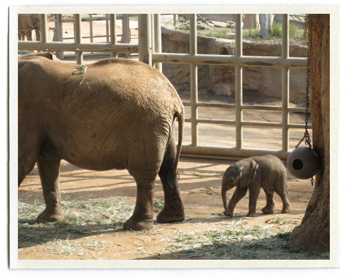 Baby Elephant at the zoo