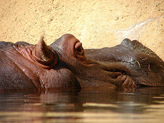 photo of a hippo's head as it swims in water