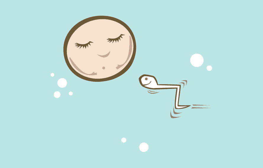 illustration of sperm swimming towards egg for fertilization