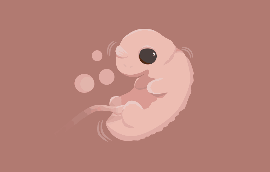 illustration of a fetus for a pregnancy calendar