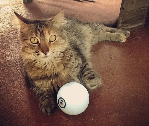 Sphero pet hot sale