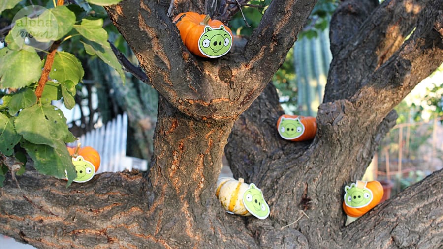 mini pumpkins in tree branches with pictures of Angry Birds pigs glued onto it 