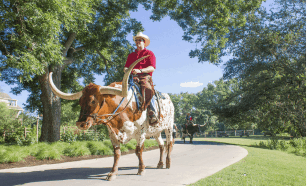 man riding cattle at Hyatt Los Pines Resort in Texas